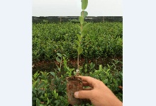 二年生营养袋油茶苗发货包装方�? />
										</div>
										<div   id=